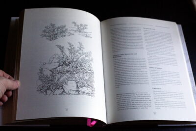 Charles Craib - Geophytic pelargoniums: Field and cultivation studies of Pelargonium section Hoarea [2001] - Зображення 4