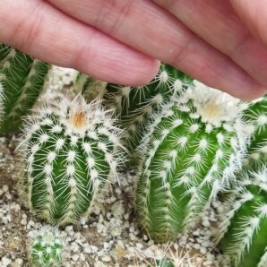 Echinocereus reichenbachii v. oklahomensis HK1844 Koehres
