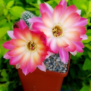 Chamaecereus hybrid Pan17.4.08