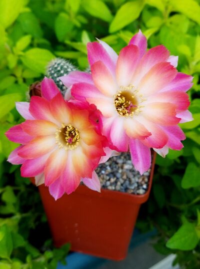Chamaecereus hybrid Pan17.4.08