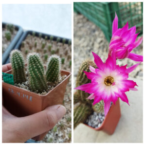 Chamaecereus hybrid Pan17.4.148