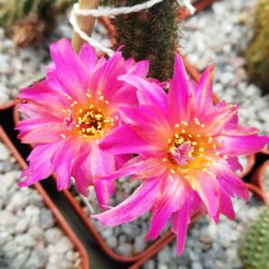Chamaecereus hybrid Pan17.4.177