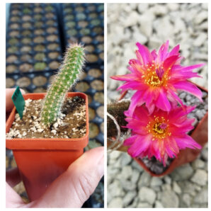 Chamaecereus hybrid Pan17.4.177