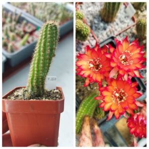 Chamaecereus hybrid Pan17.4.260