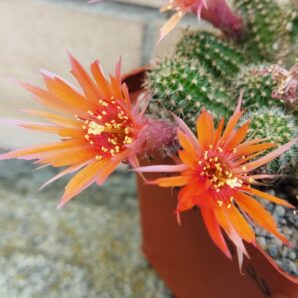 Chamaecereus hybrid Pan17.5.35