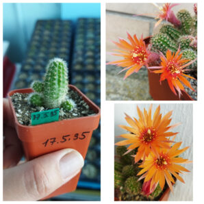 Chamaecereus hybrid Pan17.5.35