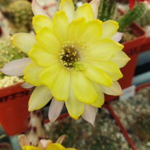 Chamaecereus hybrid Pan17.5.36