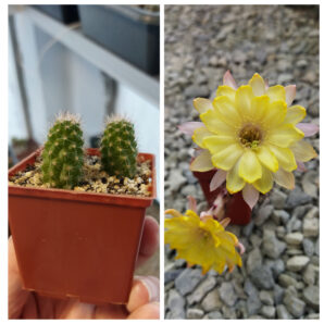Chamaecereus hybrid Pan17.5.36