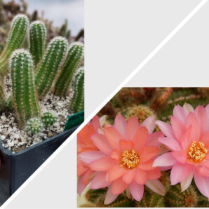 Chamaecereus hybrid Pan17.5.40