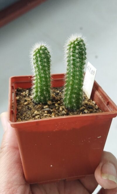 Chamaecereus hybrid Pan17.8.109 Prince - Зображення 2