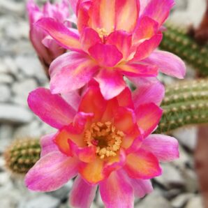 Chamaecereus hybrid Pan17.8.111 Nama