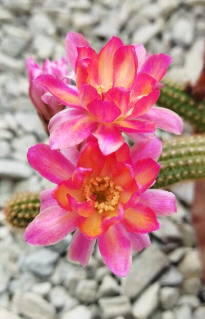 Chamaecereus hybrid Pan17.8.111 Nama
