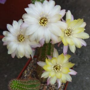 Chamaecereus hybrid Pan17.8.76