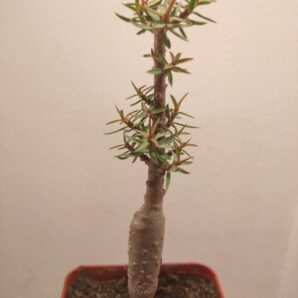 Euphorbia balsamifera