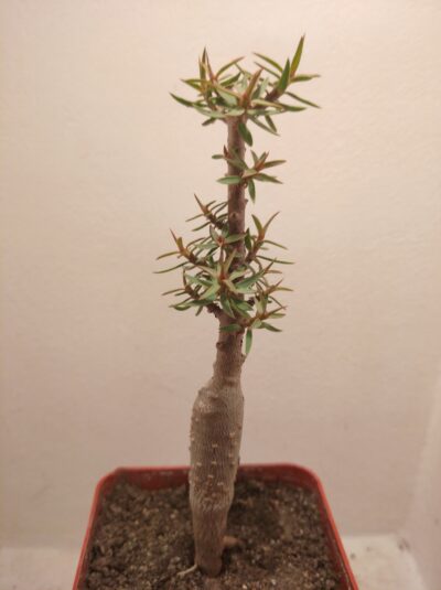 Euphorbia balsamifera