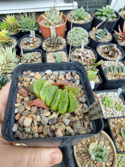 Haworthia truncata Lime Green - Зображення 2