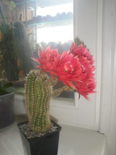 Echinopsis hybrid( рожева квітка) - Зображення 2