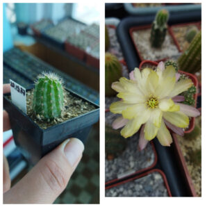 Chamaecereus hybrid Pan2020.19.77