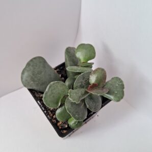 Adromischus соореri