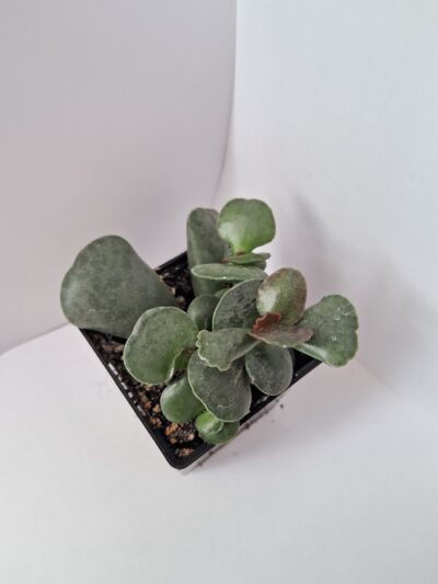 Adromischus соореri