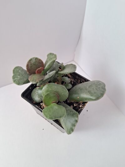 Adromischus соореri - Зображення 2