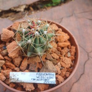 Ferocactus hererae JMT 323