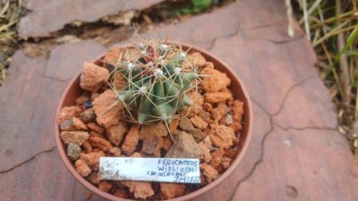 Ferocactus hererae JMT 323
