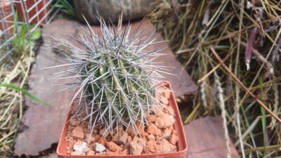 Lobivia aurea JN 508