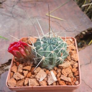 Lobivia pugionacantha v.culpinensis JK 408
