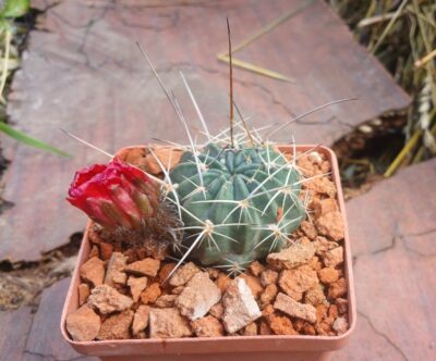 Lobivia pugionacantha v.culpinensis JK 408