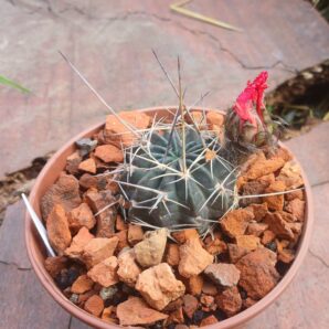 Lobivia pugionacantha v.culpinensis JK 408