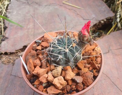 Lobivia pugionacantha v.culpinensis JK 408