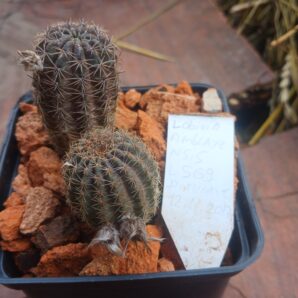 Lobivia amblayensis L 569