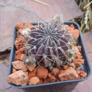 Lobivia cardenasiana HV B 0103