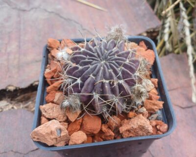 Lobivia cardenasiana HV B 0103
