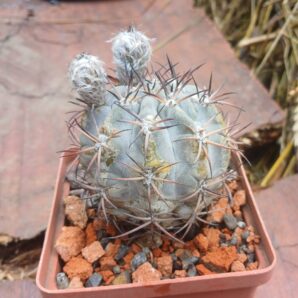 Acanthocalycium glaucum P 143