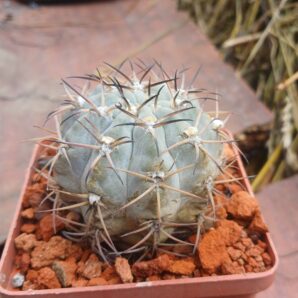 Acanthocalycium glaucum P 143
