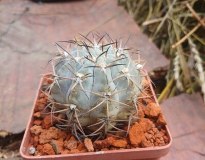 Acanthocalycium glaucum P 143