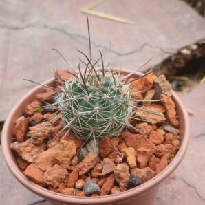 Lobivia haematantha ZJ 229
