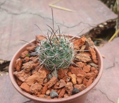 Lobivia haematantha ZJ 229