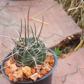 Lobivia lateritia v.kupperiana JK 353