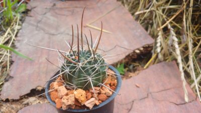Lobivia lateritia v.kupperiana JK 353