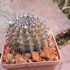 Lobivia aurea P 4