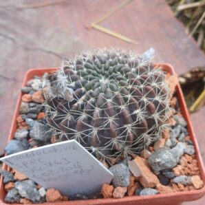 Pseudolobivia spec VG 763