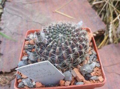 Pseudolobivia spec VG 763