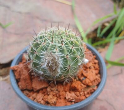 Lobivia aurea VG 304.
