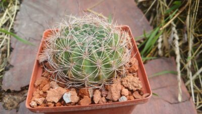 Lobivia chrysochete v. minutiflora VG 1209