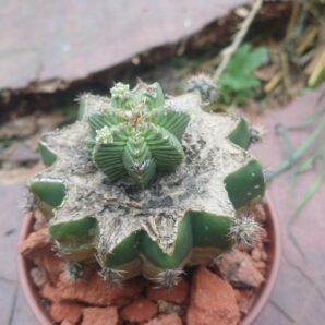 Aztekium valdezii PP 1593