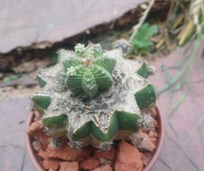 Aztekium valdezii PP 1593