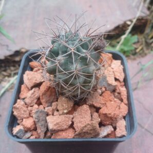 Lobivia haematantha v.hualfinensis JO 1081.2